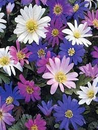 Anemone Blanda Flower Seeds for Planting - 100 pcs