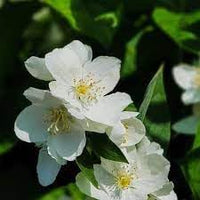 Philadelphus Coronarius Flower Seeds for Planting - 100 pcs seeds for planting in home garden