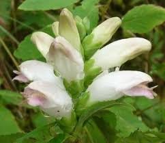 Chelone Glabra Flower Seeds – Heirloom Non-GMO Seeds for Moist and Shade Garden Planting
