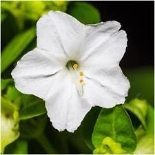 Heirloom Non-GMO White Four O'Clock Flower Seeds for Evening Bloom Gardens and Outdoor Planting