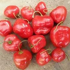 Rocoto Manzano Vegetable Seeds for Planting, heirloom & Non-GMO Seeds