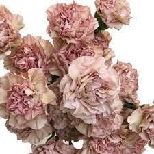 Carnation Flower Seeds Brown for Planting NON GMO Seeds seeds for planting in home garden