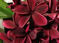 Heirloom Non-GMO Maroon Frangipani Flower Seeds for Planting ƒ?? Exotic Fragrant Blooms for Tropical Gardens for planting in your garden.