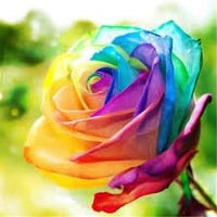 Rose Flower Seeds for Planting – Heirloom, Non-GMO Seeds for Colorful Garden Blooms