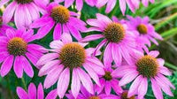 Coneflower Seeds Heirloom Non GMO Planting - 100 pcs for planting in home garden