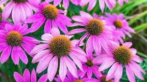 Coneflower Seeds Heirloom Non GMO Planting - 100 pcs for planting in home garden