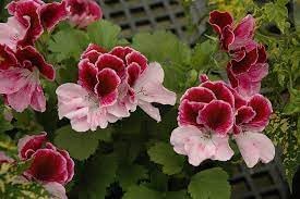 Perennial Flower Seeds Heirloom Non GMO Planting - 100 pcs