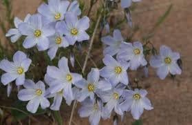 Blue Flax Flower Seeds for Planting – Organic, Heirloom, Non-GMO Wildflower Seeds