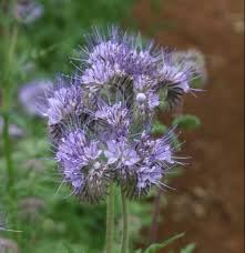 Heirloom Phacelia Flower Seeds for Garden Planting, Non-GMO, Bee-Friendly Blooms for Wildflower Beds - Phacelia for planting in home garden