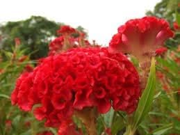 Heirloom Non-GMO Rooster Flower Seeds for Planting – for Bold Garden Displays - Non-GMO for planting in home garden