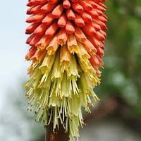 Heirloom Non-GMO Kniphofia Uvaria Flower Seeds for Planting – Exotic Torch-Lily Blooming Seeds
