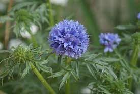 Heirloom Non-GMO Gilia Capitata Flower Seeds for Garden Planting – Blue Wildflower for Pollinators