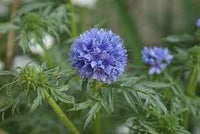 Heirloom Non-GMO Gilia Capitata Flower Seeds for Garden Planting – Blue Wildflower for Pollinators