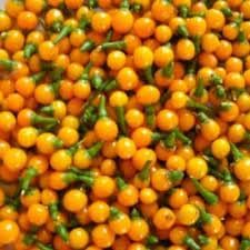 Aji Pepper Vegetable Seeds for Planting, heirloom & Non-GMO Seeds