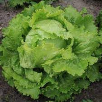 Lettuce Seeds for Planting, 100 Pcs pcs