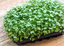 Kale Brassica oleracea seeds for garden planting