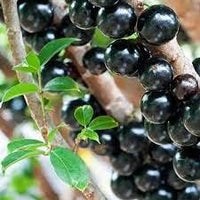 Blue Nipple Fruit Seeds - Colorful and Unique Fruit for Your Garden 100 Pcs pcs