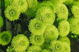 Heirloom Non-GMO Chrysanthemum Plant Seeds for Planting – Vibrant Fall Blooms for Garden Displays