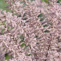 Tamarix Flower Seeds for Planting - 100 pcs seeds for planting in home garden