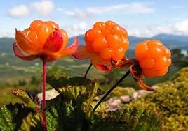 Cloudberry Rubus Fruit Seeds for Planting - Orange-Red Berries for Gourmet Gardens, Non-GMO Seeds