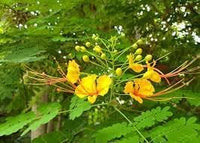 Heirloom Non-GMO Caesalpinia Flower Seeds for Planting – Vibrant Tropical Ornamental Blooms