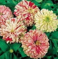 Elegans Peppermint Flower Seeds Heirloom Non GMO Planting - 100 pcs for planting in home garden