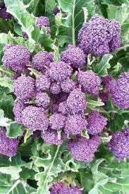 Broccoli Vegetable Seeds for Planting - 100 Pcs pcs