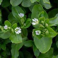 Chickweed Flower Seeds for Planting - NON GMO Seeds for planting in home garden