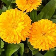 Yellow Calendula Flower Seeds, Heirloom, Non-GMO Seeds for Planting