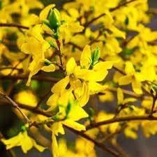 Forsythia Flower Seeds for Garden Planting - NON GMO Seeds for planting in home garden
