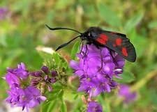 Grandiflora Rubra Flower Seeds for Planting - NON GMO Seeds for planting in home garden