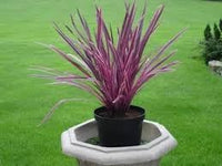 Cordyline Plant Seeds Heirloom Non GMO Planting - 100 pcs for planting in home garden