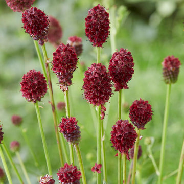 Heirloom Sanguisorba Officinalis Flower Seeds, Non-GMO Unique Blooms for Planting - Sanguisorba for planting in home garden
