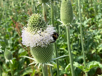 Dipsacus Plant Seeds for Planting - 100 pcs
