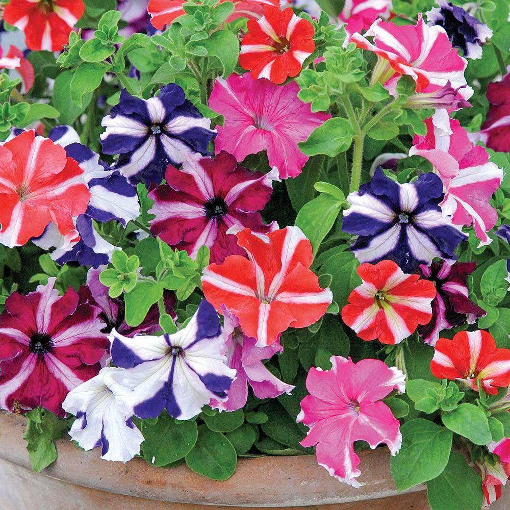 Ultra Star Petunia Violacea Flower Seeds for Planting - Heirloom, NON-GMO, Easy-to-Grow Garden Blooms