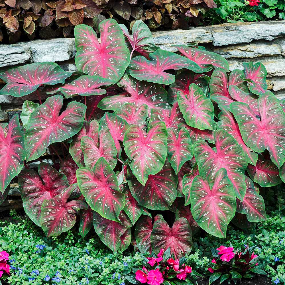 Caladium Dark Blue Flower Seeds for Planting NON GMO Seeds