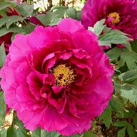 Paeonia Flower Seeds for planting in home garden