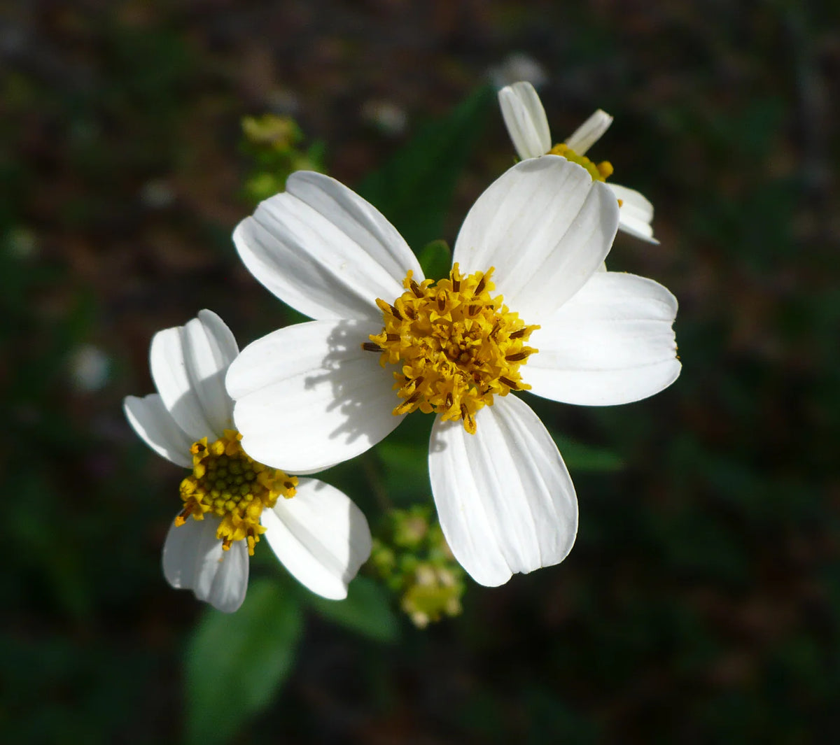 Bidens Pilosa Flower Seeds Heirloom Non GMO Planting - 100 pcs
