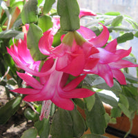 Heirloom Non-GMO Purple Schlumbergera Flower Seeds for Planting – Christmas Cactus Indoor Blooms