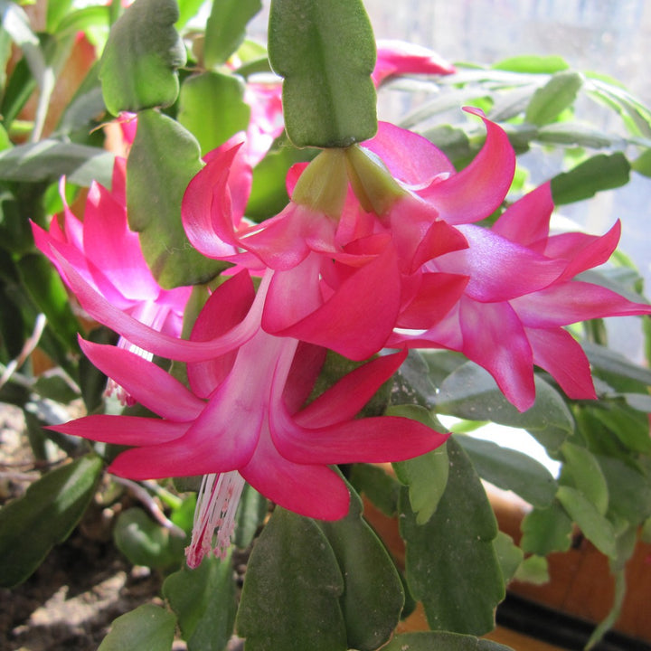 Heirloom Non-GMO Purple Schlumbergera Flower Seeds for Planting ƒ?? Christmas Cactus Indoor Blooms
