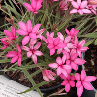 Rhodohypoxis Flower Seeds for Garden - NON GMO Seeds