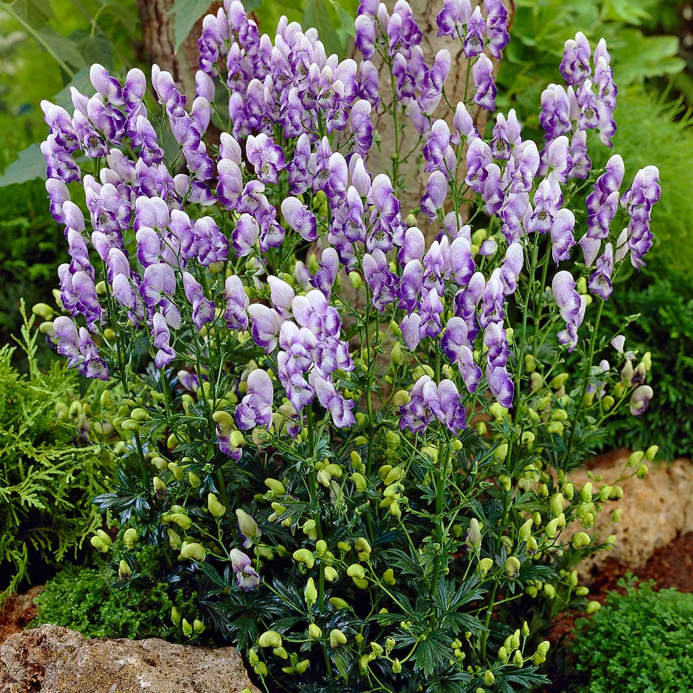 Heirloom Blue Aconitum Napellus Flower Seeds for Planting, Non-GMO