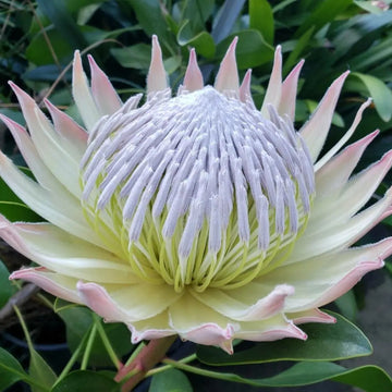 Protea Flower Seeds Heirloom Non GMO Planting - 100 pcs