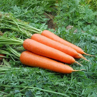Little Finger Carrot Seeds for Planting heirloom & Non-GMO Seeds