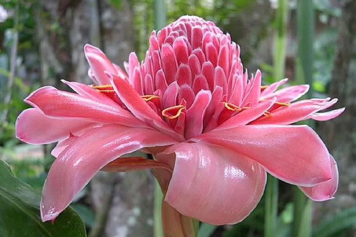 Pink Torch Ginger Flower Seeds for Planting - NON GMO Seeds