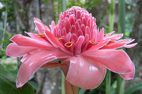 Pink Torch Ginger Flower Seeds for Planting - NON GMO Seeds