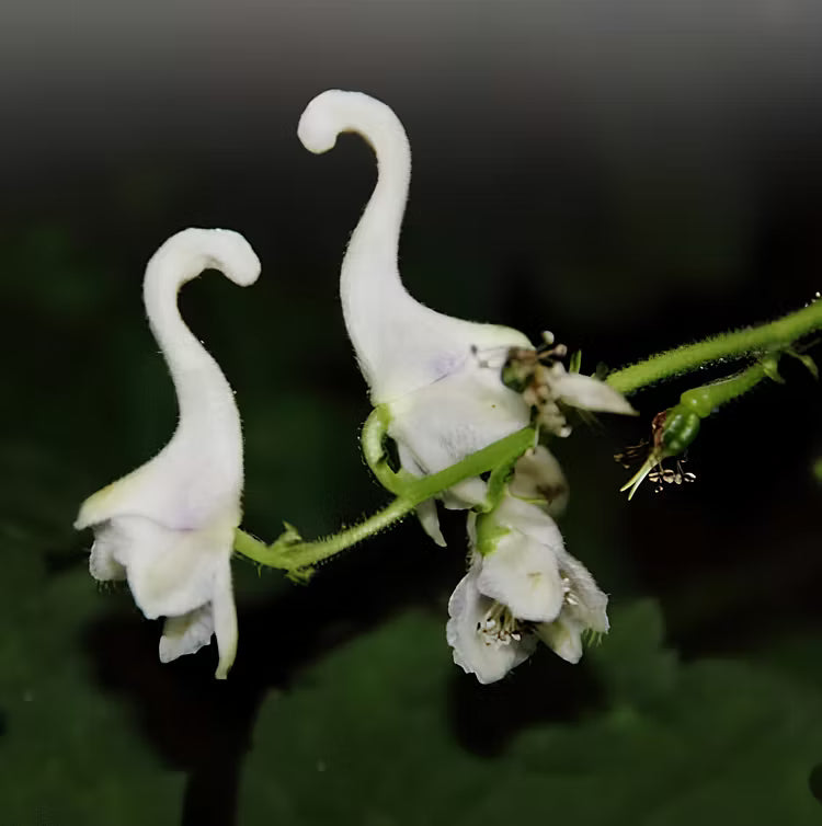 Heirloom Non-GMO White Swan Flower Seeds – Elegant Garden Blooms for Planting