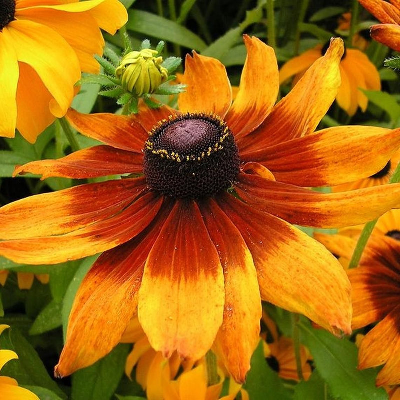 Heirloom Black Eyed Susan Flower Seeds for Planting - NON GMO Seeds
