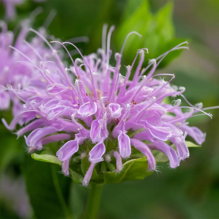 Violet Bergamot Flower Seeds for Planting - NON GMO Seeds