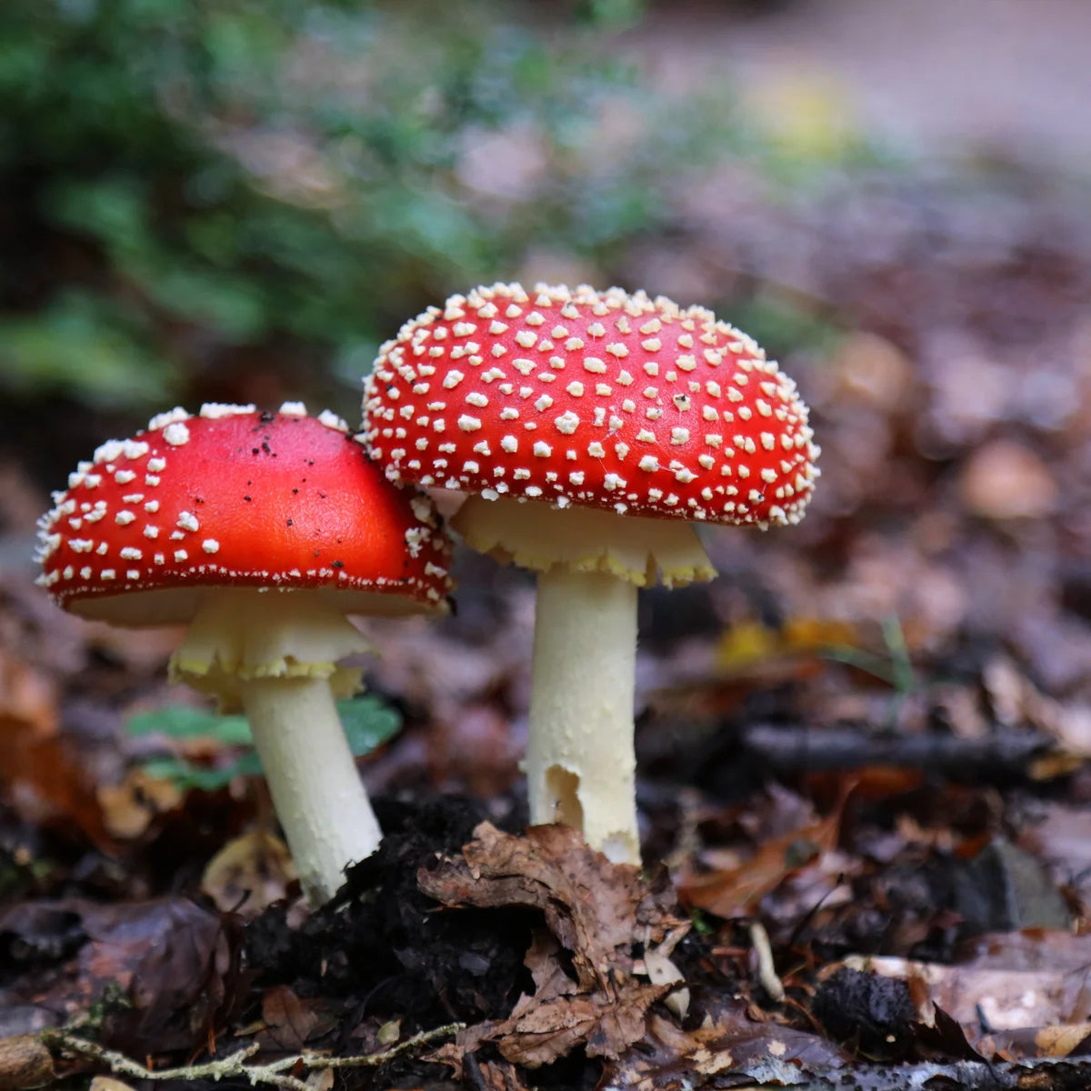 Red White Mushroom Seeds for Planting - Heirloom & Non-GMO Seeds